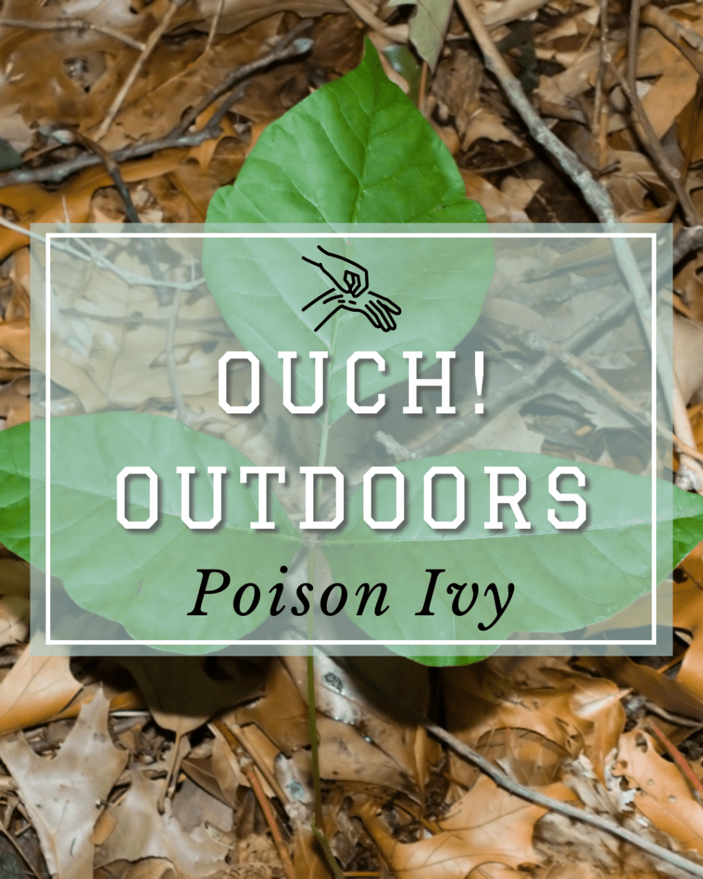 Poison Ivy: What to Look For, Avoid, and Do If You Touch&nbsp;It